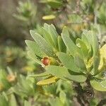 Pemphis acidula Blüte