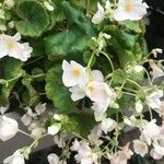 Begonia hirtella Virág