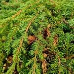 Juniperus communis Прочее