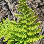 Cheilanthes myriophylla Leaf