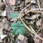 Potentilla canadensis Blad