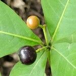 Rauvolfia tetraphylla Fruit