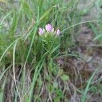 Centaurium erythraeaŽiedas