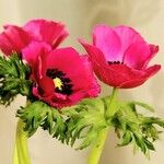 Anemone coronaria Kvet