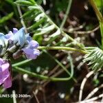 Oxytropis lapponica फूल