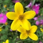 Bidens ferulifolia Цвят