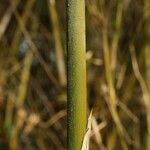 Bambusa multiplex പുറംതൊലി