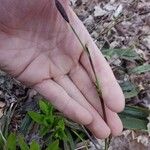 Carex plantaginea Flower