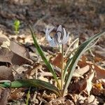 Erythronium albidum Habitus