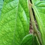 Dichapetalum lujae Hoja