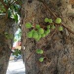 Ficus racemosa Fruto