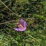 Crocus nudiflorusFloare