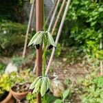 Salvia discolor Flower