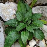Saussurea discolor Leaf