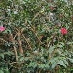 Camellia saluenensis Habit