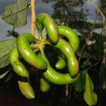 Xylopia staudtii Fruit