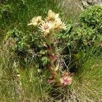 Sempervivum grandiflorum Costuma