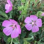 Malva setigeraFlower