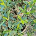 Tibouchina mutabilis Folio