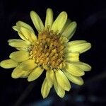 Erigeron linearis Flower