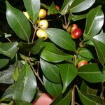 Eugenia oerstediana Fruto
