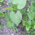 Fallopia convolvulus Leaf