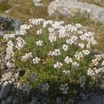 Achillea erba-rotta 花