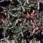 Alchemilla pentaphyllea Φύλλο