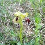Ophrys lupercalis Mosusu
