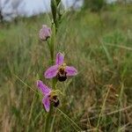 Ophrys apiferaFlower