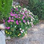 Mirabilis jalapa Συνήθη χαρακτηριστικά