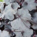 Heuchera sanguineaYaprak