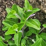 Barleria volkensii Leaf