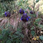 Salvia columbariae Habitus