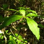 Rauvolfia viridis Leaf