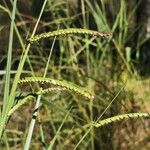 Urochloa eminii 花