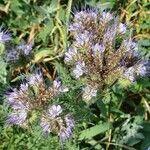 Phacelia tanacetifoliaŽiedas