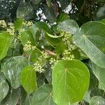 Hernandia nymphaeifolia Hoja