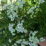 Pycnanthemum tenuifoliumFlower