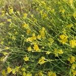 Tanacetum annuum Blomma