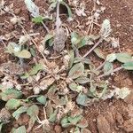 Gomphrena celosioides List