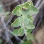 Zataria multiflora Leaf