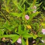 Impatiens balsamina Fleur