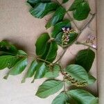 Lonchocarpus sericeus Лист