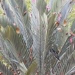 Encephalartos lehmannii Hoja