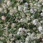 Eriogonum fasciculatum Habitus