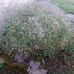 Gypsophila elegans Hábito