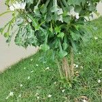 Plumeria pudica Levél