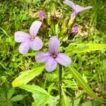 Cardamine bulbiferaFlower