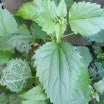 Eupatorium perfoliatum Blatt